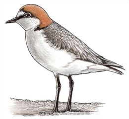 014 - Red Capped Plover - Picture